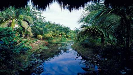 Tropical Canal in Mexico's Lush Nature wallpaper