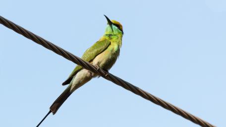 Green Bee Eater wallpaper