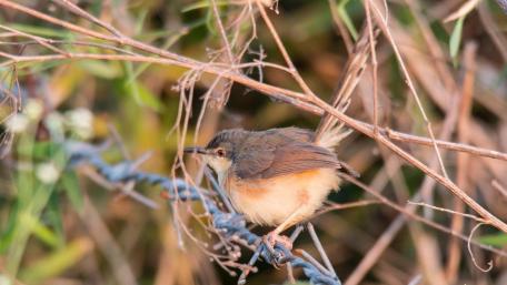 Tickell's Thrush wallpaper