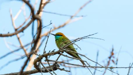 Green Bee Eater wallpaper