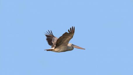 Spot Billed Pelican wallpaper