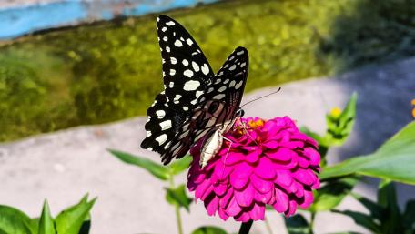 Butterfly's Graceful Dance on a Zinnia wallpaper