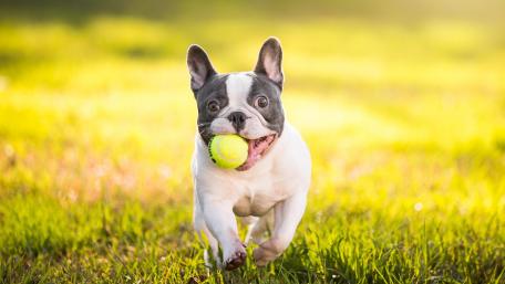 French Bulldog with tennis ball wallpaper