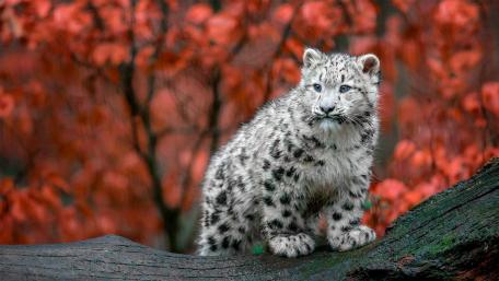Snow leopard cub wallpaper