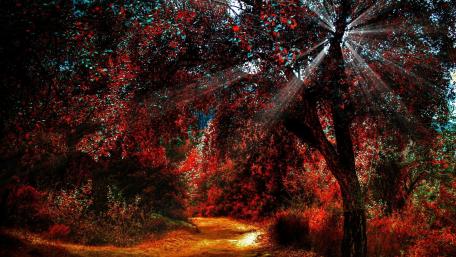 Sunlit Autumn Forest Pathway wallpaper