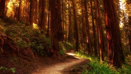 Redwood forest path wallpaper