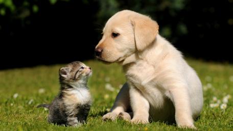 Labrador Retriever puppy with a kitten wallpaper