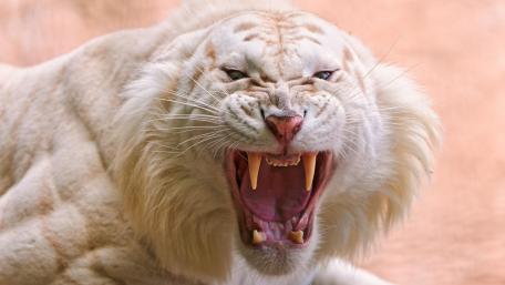Roaring white tiger wallpaper