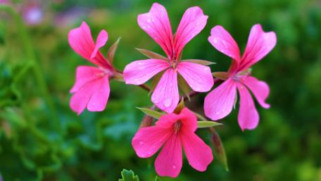 Pink Flowers wallpaper