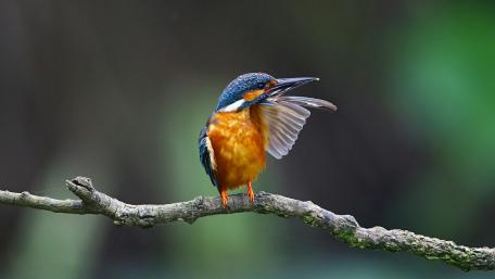 Kingfisher on a twig wallpaper
