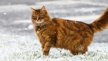 Majestic Cat in a Snowy Scene wallpaper