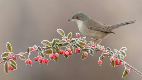 Winter Wren on Frosted Holly Branches wallpaper