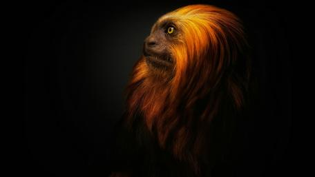 Monkey portrait wallpaper
