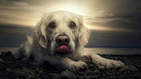 Cute labrador wallpaper