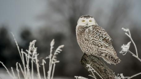 Snowy Owl in Winter Wilderness wallpaper