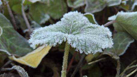 Frozen leaf wallpaper