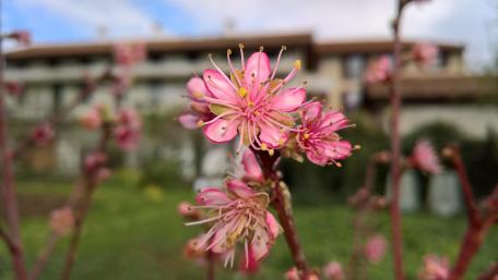 Spring Blossom in Pink Hues wallpaper