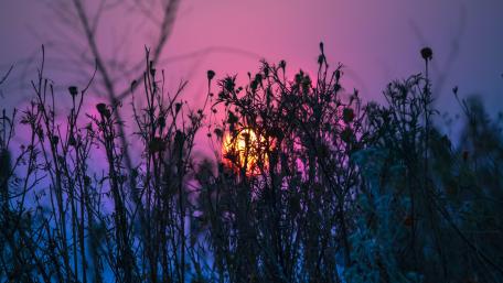 Purple sunset wallpaper