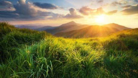 Serene Morning in the Grasslands wallpaper