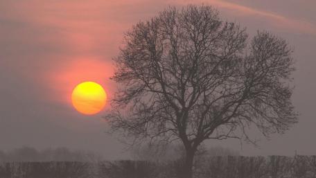 Serene Sunset with a Lonely Tree wallpaper