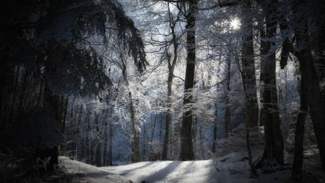 Winter Twilight in the Hoarfrost Forest wallpaper