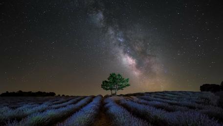 Starlit Serenity in a Lavender Field wallpaper