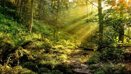 Enchanting Forest Pathway Awash in Sunlight wallpaper