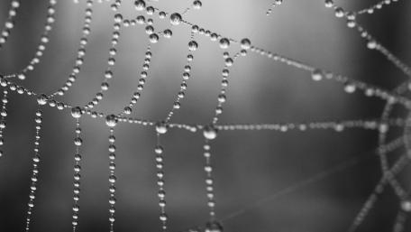 Delicate Waterdrops on a Spider Web in Monochrome wallpaper