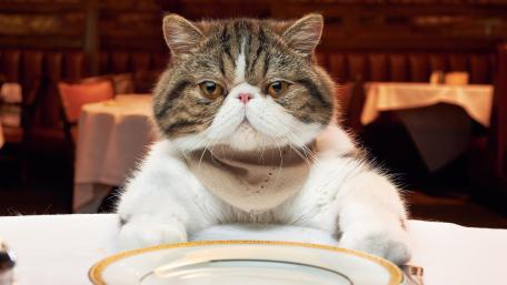 Hungry cat wallpaper