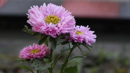 Vibrant Pink Blossoms in Bloom wallpaper
