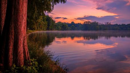 Purple reflection wallpaper