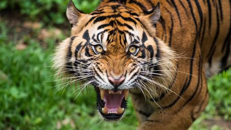 Roaring tiger wallpaper