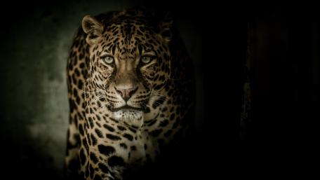 Leopard wallpaper