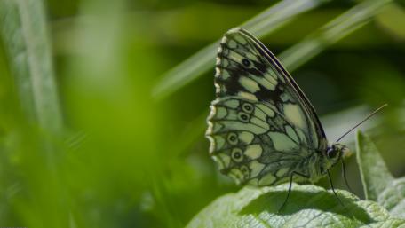 Elegant Butterfly Resting on Green Leaves in Nature wallpaper