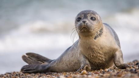 Harbor seal wallpaper
