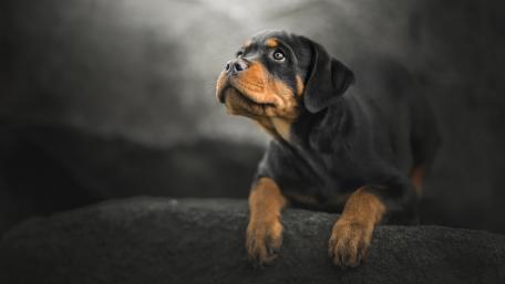 Pensive Rottweiler Puppy wallpaper