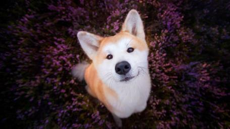 Shiba Inu wallpaper