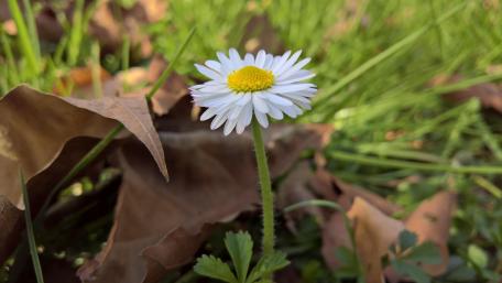 Delicate White Daisy in Nature's Embrace wallpaper