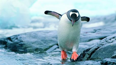 Cute penguin wallpaper