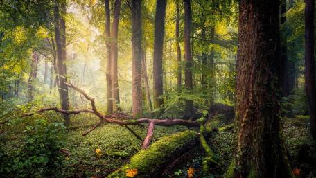Serene Woodland Bliss wallpaper