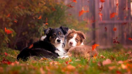 Autumn Companions in Nature wallpaper