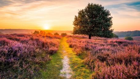 Lone tree in flower field wallpaper