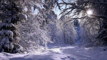 Winter in the forest wallpaper