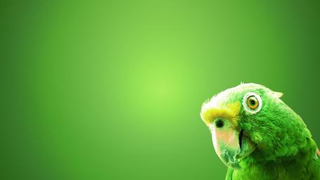 Vibrant Green Parrot Wallpaper for Nature Lovers wallpaper