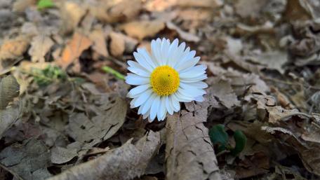Serene White Daisy Amidst Autumn Leaves wallpaper