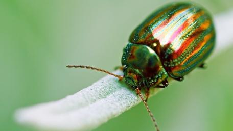Scarabaeus - Macro photography wallpaper