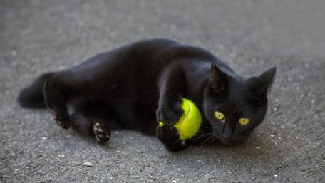 Playful Black Cat with Tennis Ball Outdoors wallpaper