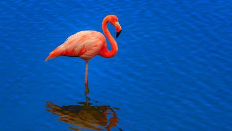 Flamingo in Tranquil Blue Waters wallpaper