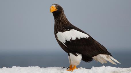 Majestic Stellers Sea Eagle in Winter Landscape wallpaper