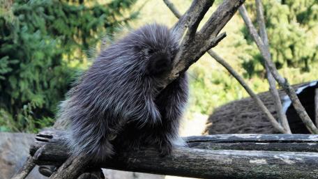 Prickly Porcupine Resting in the Wild wallpaper